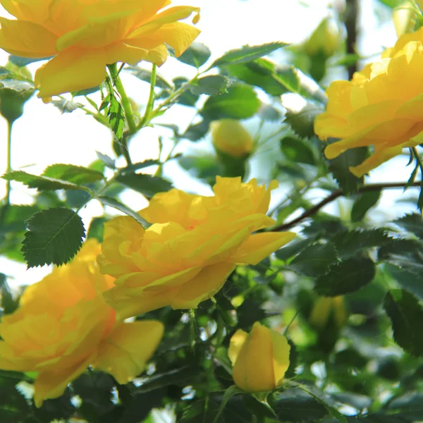 Schöne Teerose im Park — Stockfoto