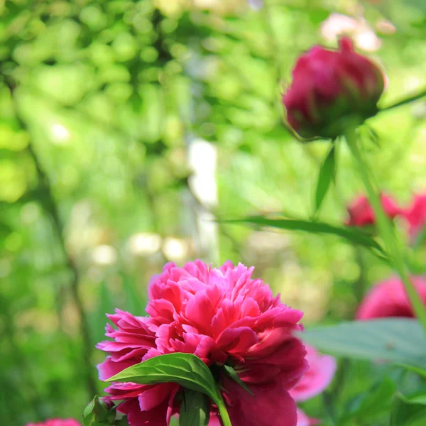 Pivoines roses fleurissant dans un jardin de printemps — Photo