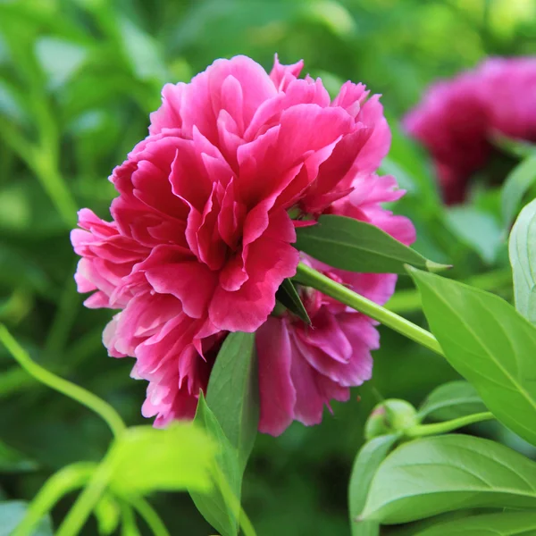 Рожеві півонії, що цвітуть у весняному саду — стокове фото