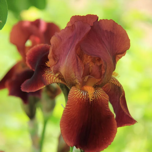 Primer plano del iris fresco en el jardín — Foto de Stock