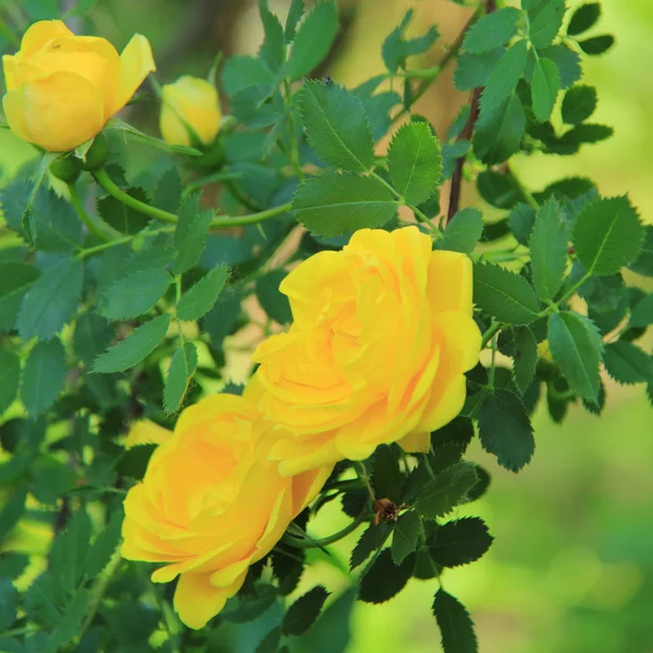 Luminosi cespugli di rose primaverili in giardino — Foto Stock
