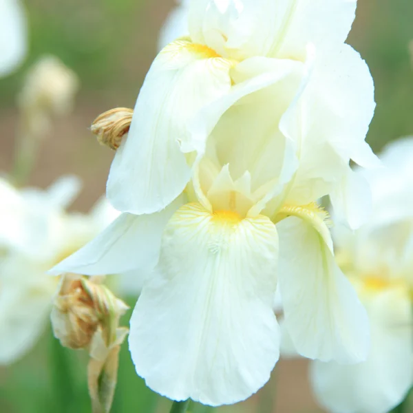 Iris brillantes frescos en un jardín de verano al aire libre — Foto de Stock