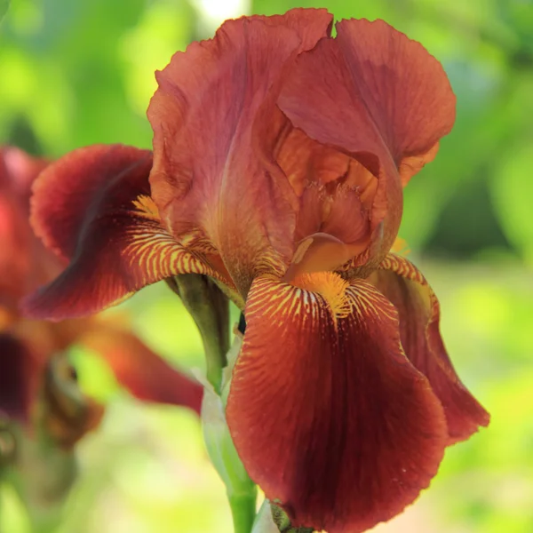 Iris brillantes frescos en un jardín de verano al aire libre — Foto de Stock