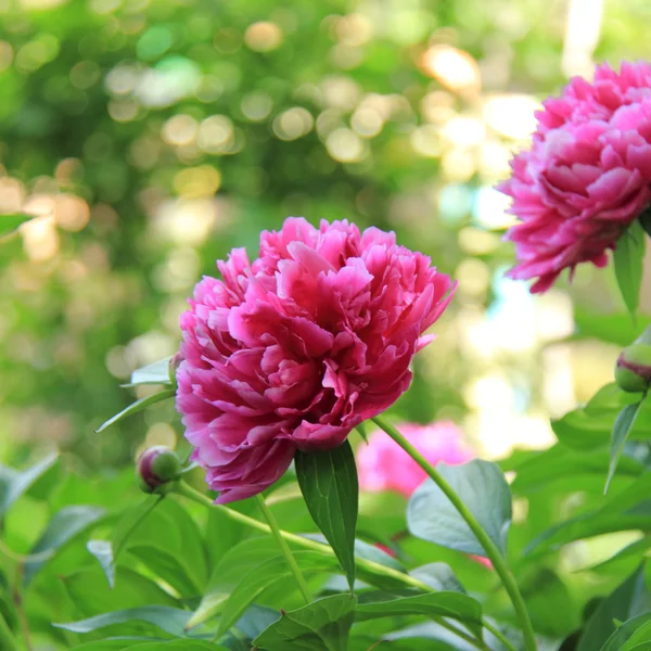 Flor de peônia rosa no jardim — Fotografia de Stock