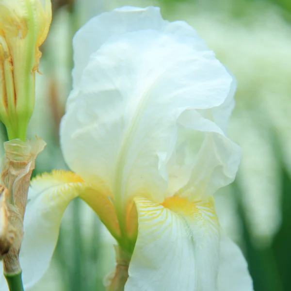 Nahaufnahme frischer Iris im Garten — Stockfoto