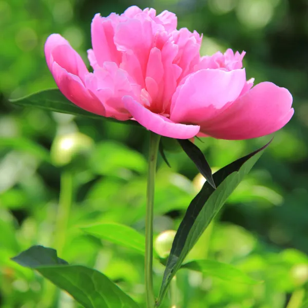 Primavera brilhante rosa arbustos no jardim — Fotografia de Stock