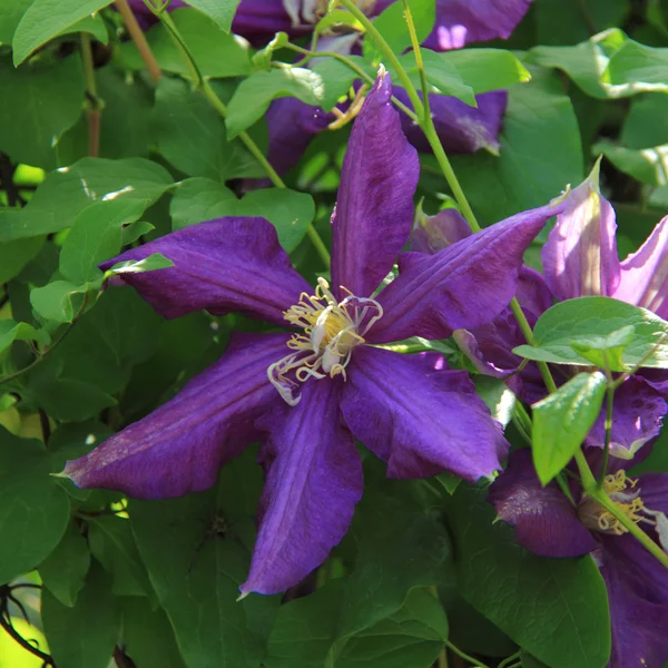 Purple clematis in the garden — Stock Photo, Image