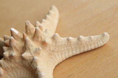 Deniz yıldızı seashell eski ahşap
