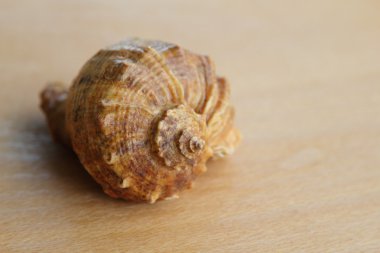 dinlenmek için deniz dekor ve spa tasarım