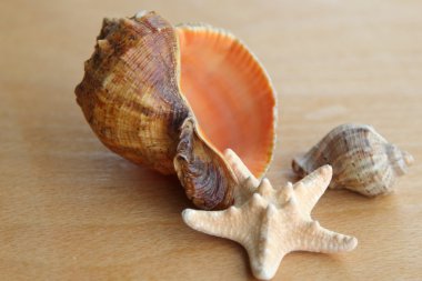 büyük deniz kabuğu ve ahşap zemin üzerinde güzel deniz yıldızı kapat.