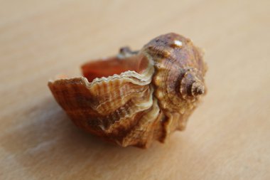 güzel büyük kabukları ahşap zemin üzerinde.