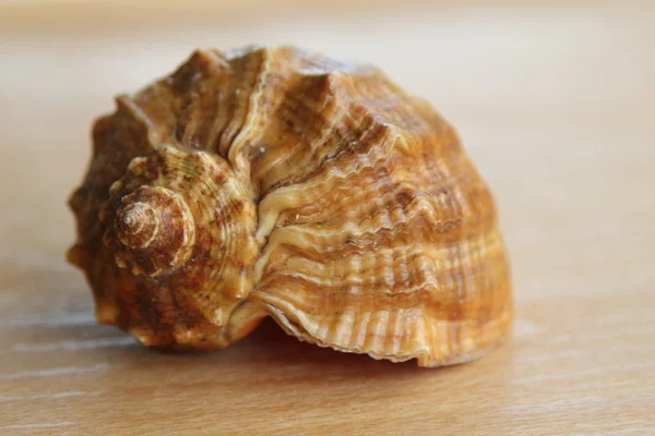 Beautiful large seashells on wooden background. Marine decor — Stock Photo, Image