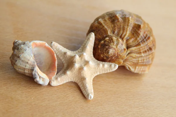 Guscio marino e stelle marine — Foto Stock