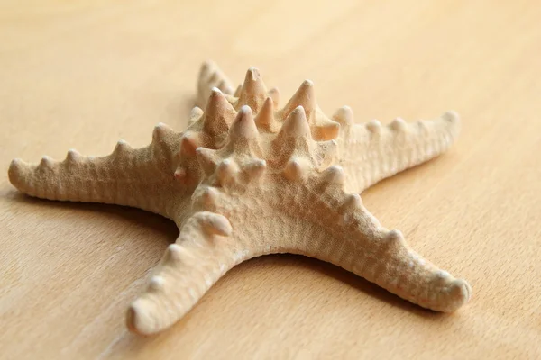 Морская звезда на дереве — стоковое фото