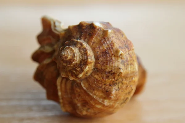 Detail hvězdice mušle na staré dřevěné desce — Stock fotografie