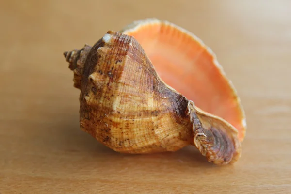 Schöne große Muscheln auf Holzgrund. — Stockfoto