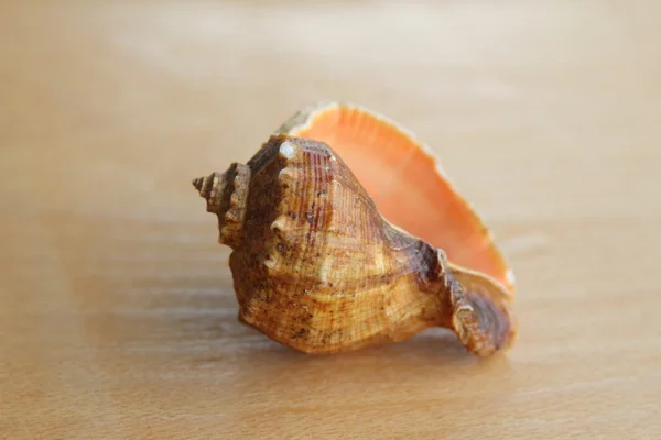 Sea shell — Stockfoto