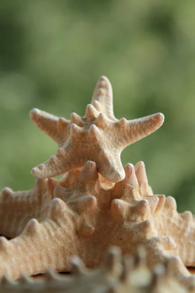 Little starfish blurred background — Stock Photo, Image