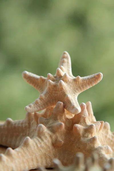 Two starfish blurred green background — Stock Photo, Image