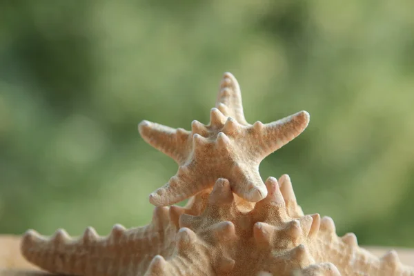 Pequeña estrella de mar fondo borroso — Foto de Stock