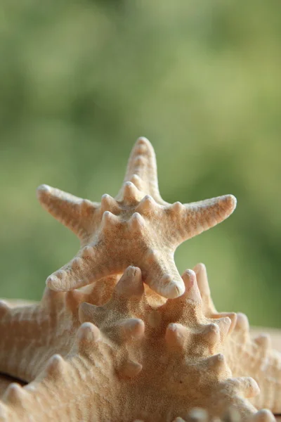 Pequeña estrella de mar fondo borroso — Foto de Stock