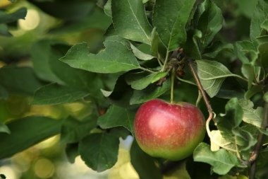 Elma dalında kırmızı elmalar