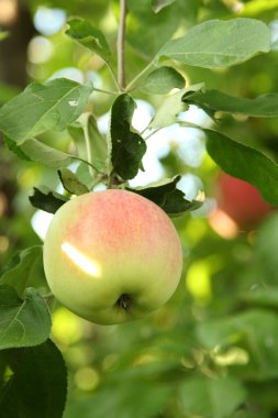 Elma dalında kırmızı elmalar