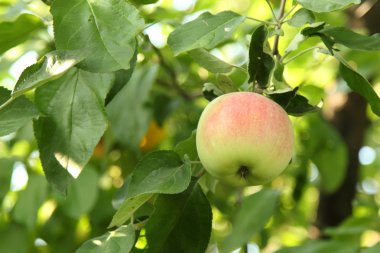 Elma dalında kırmızı elmalar