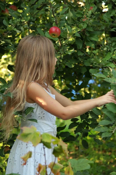 La bambina strappa le mele dall'albero — Foto Stock