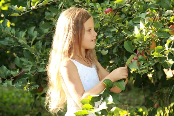 小女孩在一个苹果园摘苹果 — 图库照片