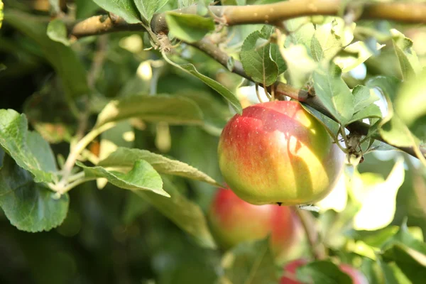 Red apples on apple tree branch — Stock Photo, Image