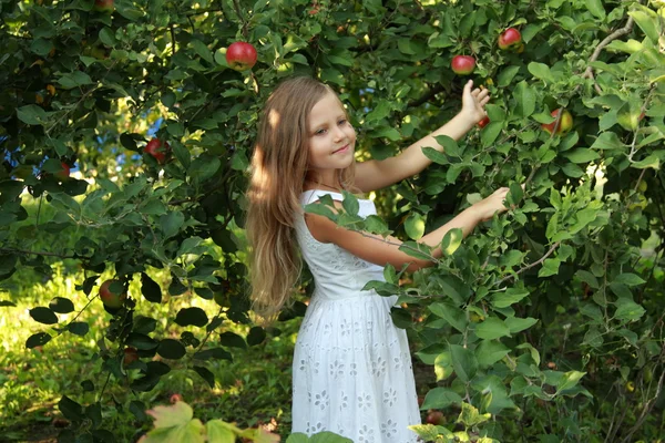 Bambina nel frutteto di mele — Foto Stock