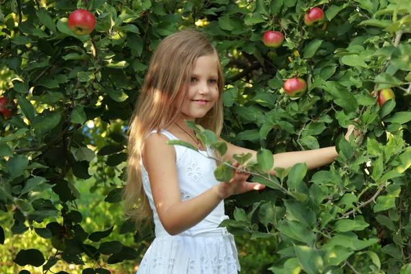 Dívka ripy z jablka ze stromu — Stock fotografie