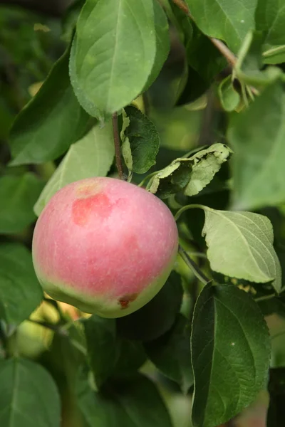 Red apples on apple tree branch — Stock Photo, Image