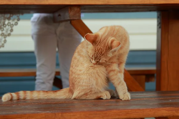 Hermoso gato jengibre — Foto de Stock