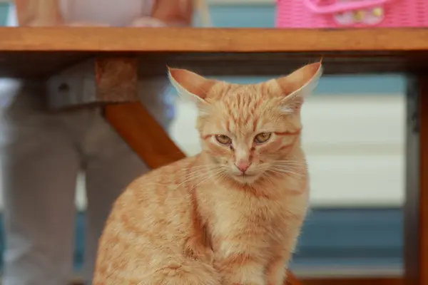 Hermoso gato jengibre — Foto de Stock