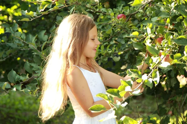 Petite fille cueille des pommes dans le verger — Photo