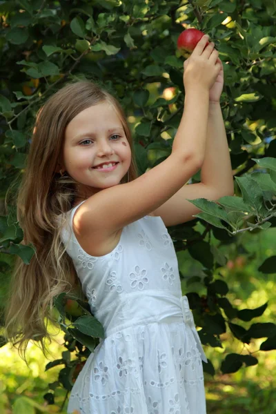 Little girl picks apples in orchard — Stock Photo, Image