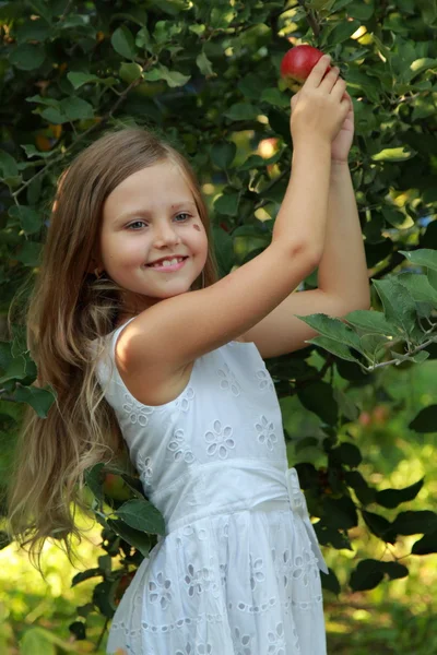 La bambina raccoglie mele nel frutteto — Foto Stock