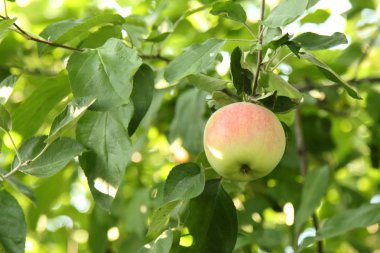 Elma dalında kırmızı elmalar