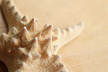 Deniz yıldızı. Deniz Dizayn