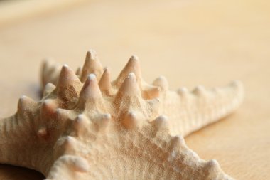 ahşap üzerine deniz yıldızı