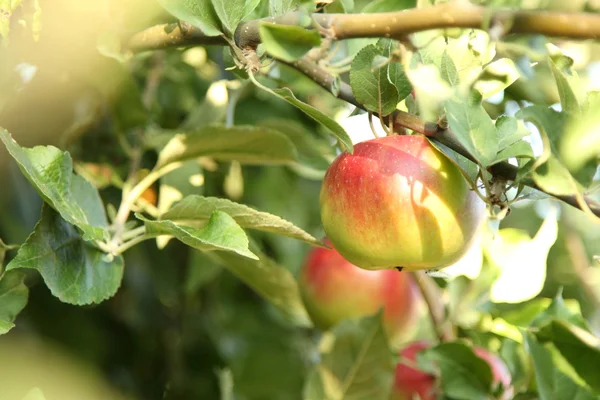 Red apples on apple tree branch — Stock Photo, Image