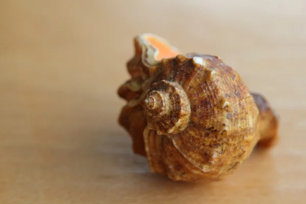 Deniz yıldızı seashell eski ahşap tahta üzerinde yakın çekim — Stok fotoğraf