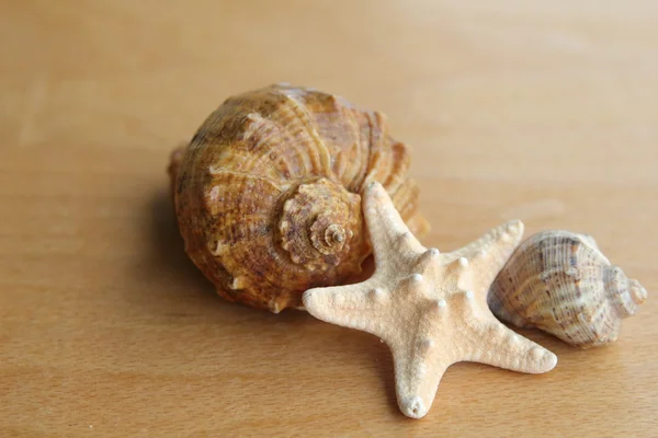 Close-up van starfish zeeschelp op oude houten bord — Stockfoto