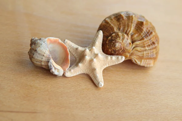 Sea shell en starfish — Stockfoto