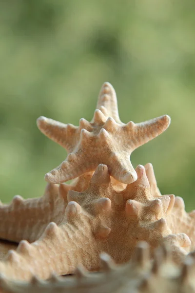 Beautiful starfish blurred background outdoors — Stock Photo, Image