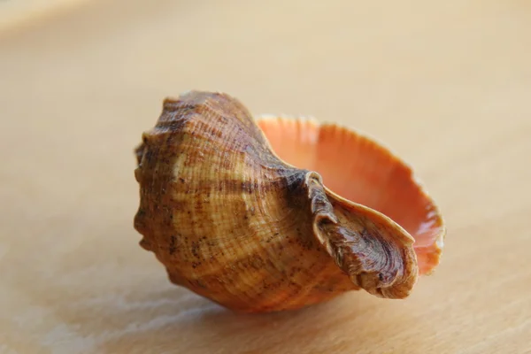 Nahaufnahme von Seesternen auf altem Holzbrett — Stockfoto