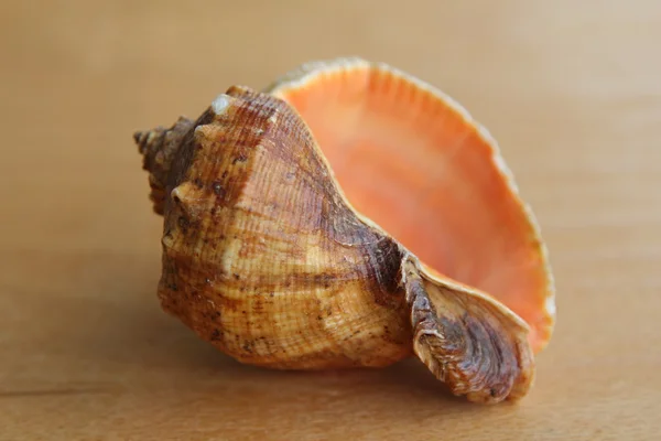 Närbild av sjöstjärnor seashell gamla trä ombord — Stockfoto