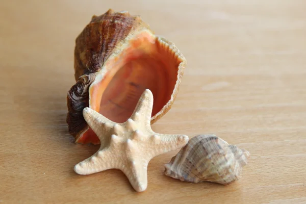 Közeli kép: tengeri kagyló a régi fa tábla — Stock Fotó